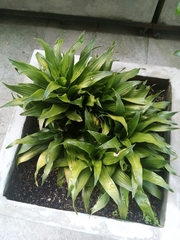 Dracaena fragrans compacta