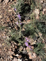 Penstemon pseudoputus