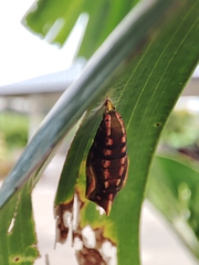 Elymnias hypermnestra