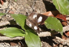 Curetis acuta