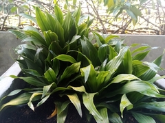 Dracaena fragrans compacta