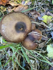 Hygrophorus hypothejus