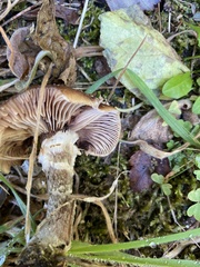 Hygrophorus hypothejus
