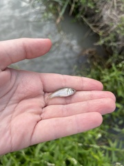 Poecilia latipinna