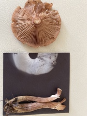 Hygrophorus hypothejus