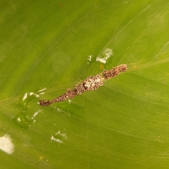 Cyclosa