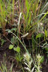 Harpochloa falx