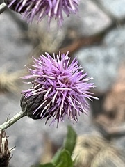 Cirsium arvense