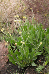 Helichrysum acutatum