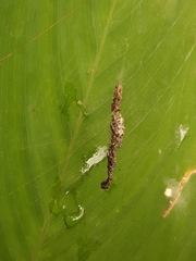 Cyclosa