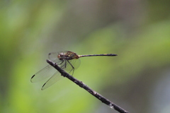 Dythemis