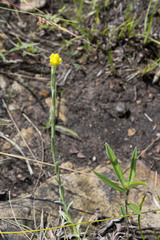 Helichrysum cephaloideum