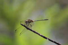 Dythemis