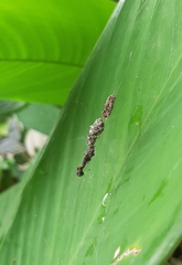 Cyclosa