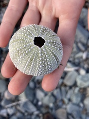 Euechinoidea