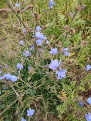 Cichorium intybus