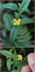 Ludwigia hyssopifolia