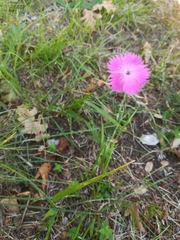 Dianthus seguieri