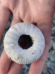 Euechinoidea
