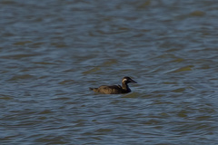 Melanitta stejnegeri