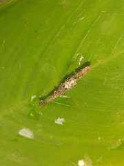 Cyclosa