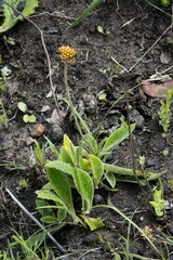 Helichrysum nudifolium