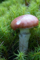 Gomphidius glutinosus