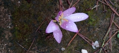 Colchicum filifolium