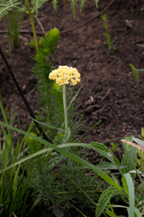 Helichrysum pallidum