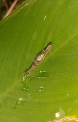 Cyclosa