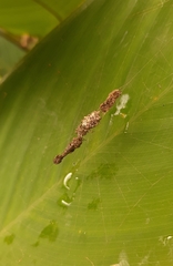 Cyclosa