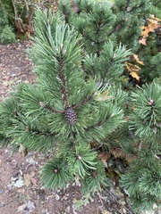 Pinus