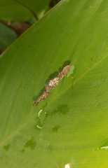 Cyclosa