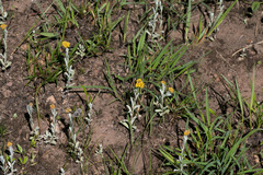 Helichrysum aureonitens