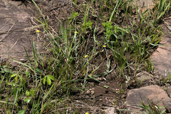 Helichrysum cephaloideum