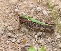 Omocestus haemorrhoidalis