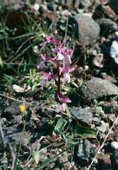 Orchis anatolica
