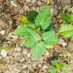 Cynanchum hemsleyanum