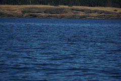 Cerorhinca monocerata