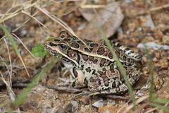 Lithobates neovolcanicus