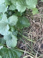 Glechoma hederacea