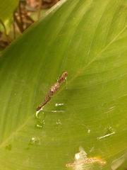 Cyclosa