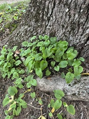 Campanula rapunculoides