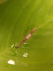 Cyclosa