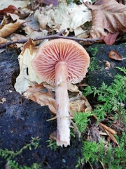 Laccaria laccata