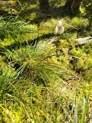 Eriophorum viridicarinatum