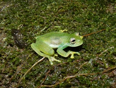 Sachatamia albomaculata