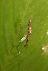 Cyclosa