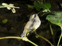 Phaethornis longirostris