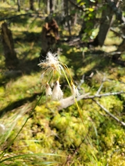 Eriophorum viridicarinatum